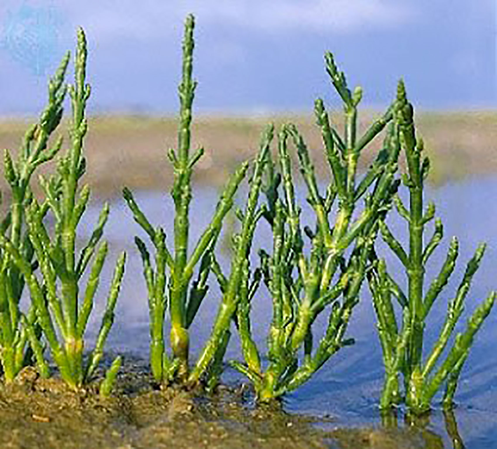 salicornia_Lesina